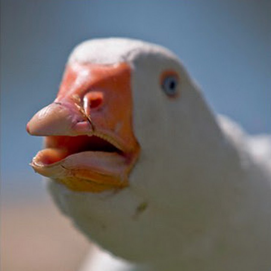 Dolan Dark