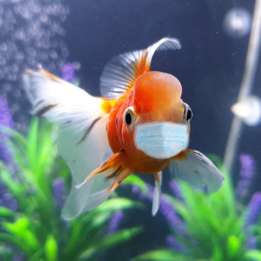 Genie Aquarist - YouTube Genie Aquarist