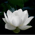 White Lotus Flower Under The Moonlight