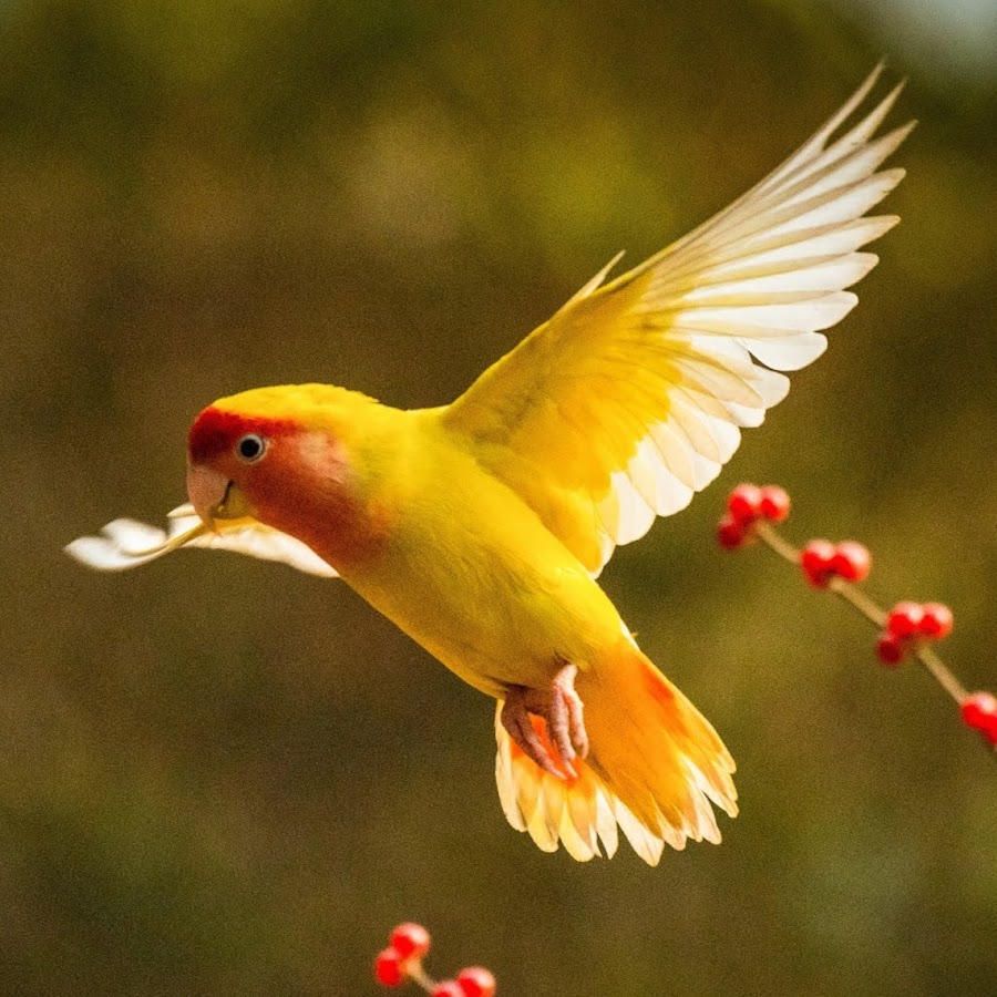 カナリアサウンドCanary Sound