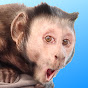MonkeyBoo youtube avatar