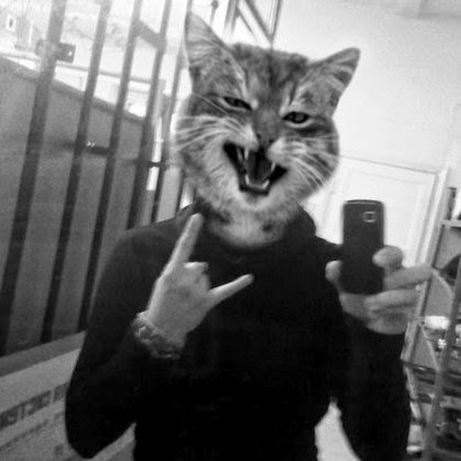 Бандит кот