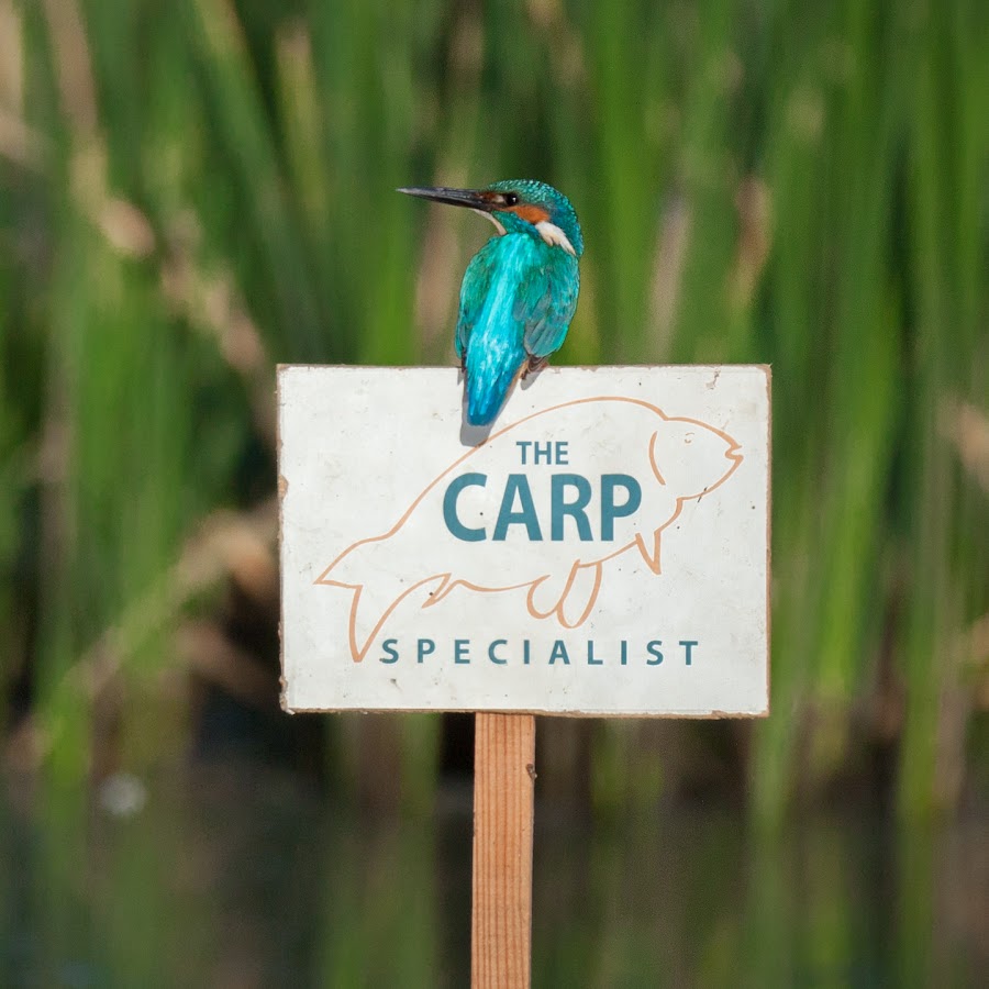 The Carp Specialist @thecarpspecialist