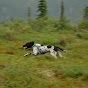 Alaska Grouse Dog