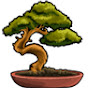 BONSAI LONG BIEN