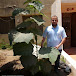 Paulownia Egypt