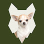 Fenrir Chihuahua Show