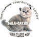 British kittens from Gala-cat.ru