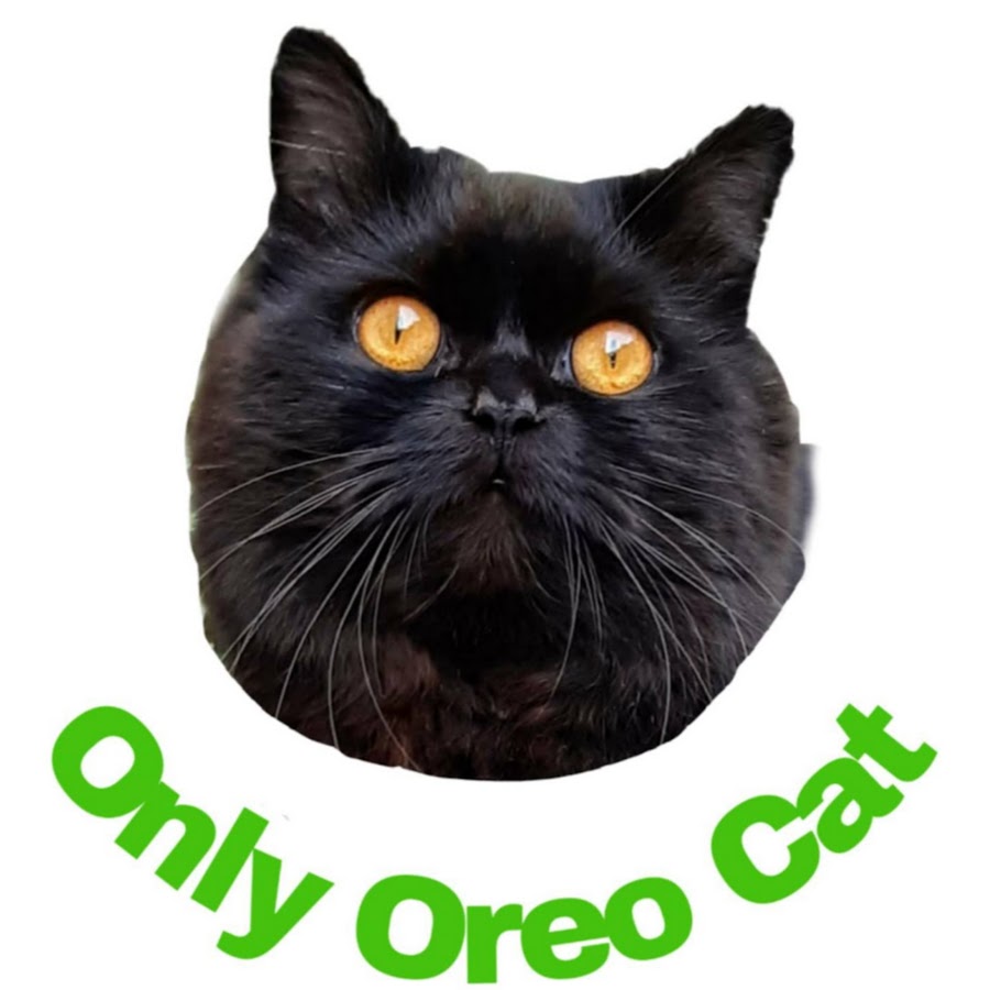 Only Oreo cat