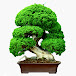 Bonsai Hunter