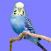 My Budgies Diaries