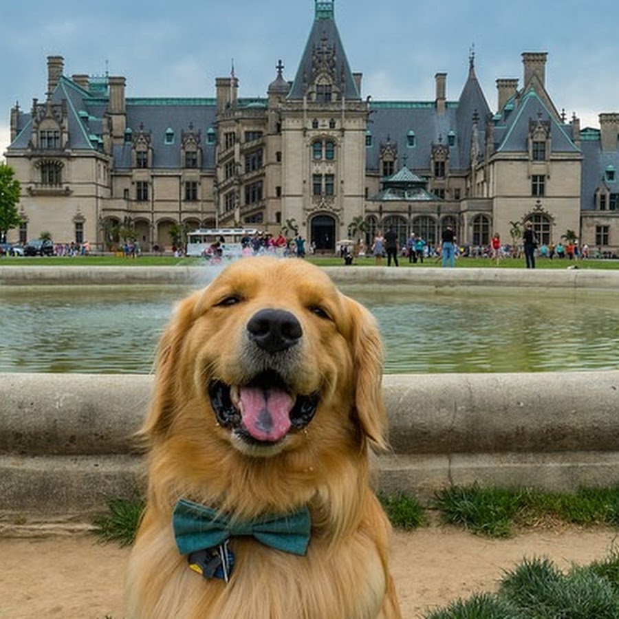 Golden retriever clearance the world