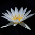 White Water-lily