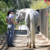 Professional Equine Grooms