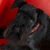 logo Marion Vogler