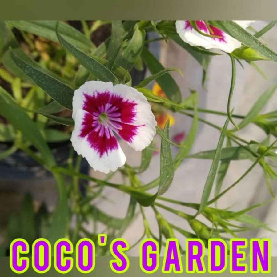 Coco's Garden