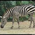 zebrainformation