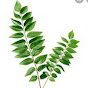 Curry Leaf