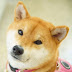 ShibaInu Yuki-chan柴犬ゆきちゃん