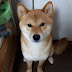 Shiba Inu Ritsu Channel