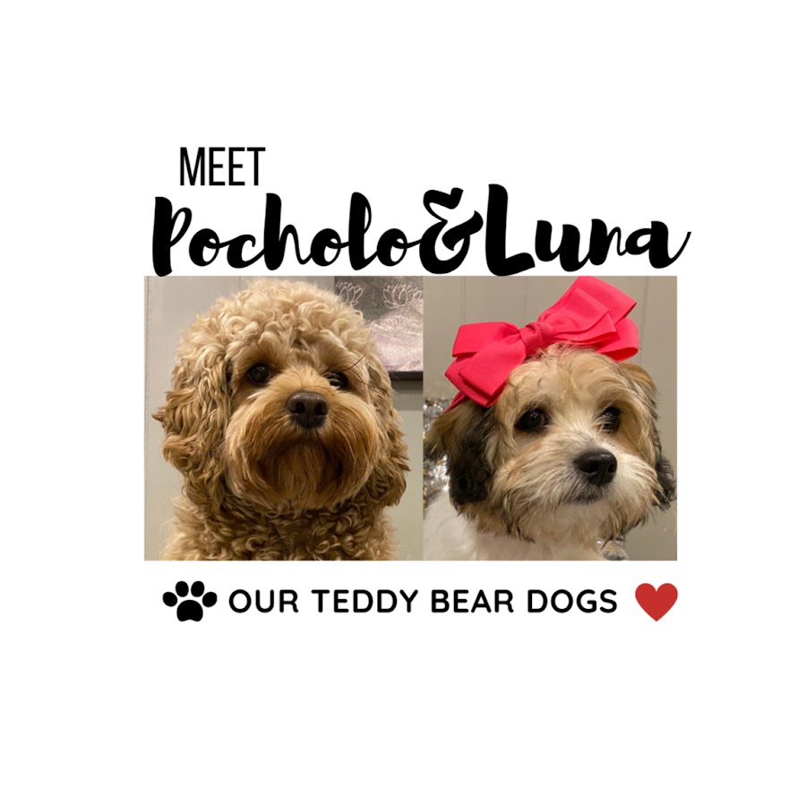 Meet Pocholo and Luna - OUR TEDDY BEAR DOGS
