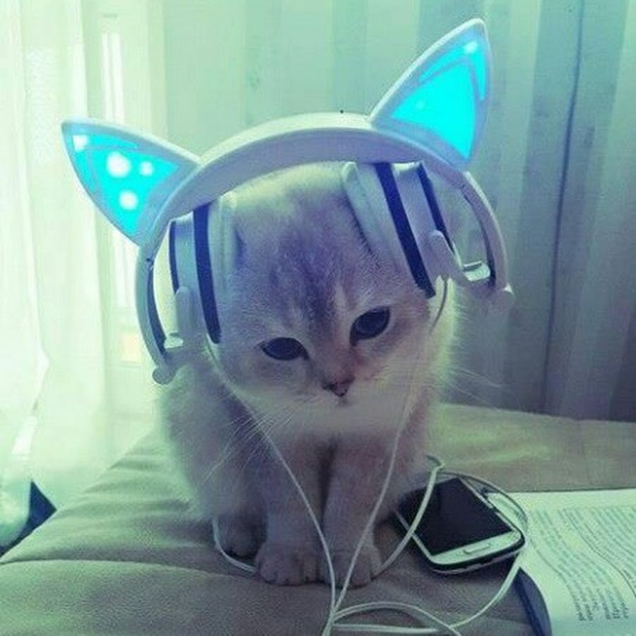 Кот с наушниками мем