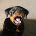 Macho the Rottweiler