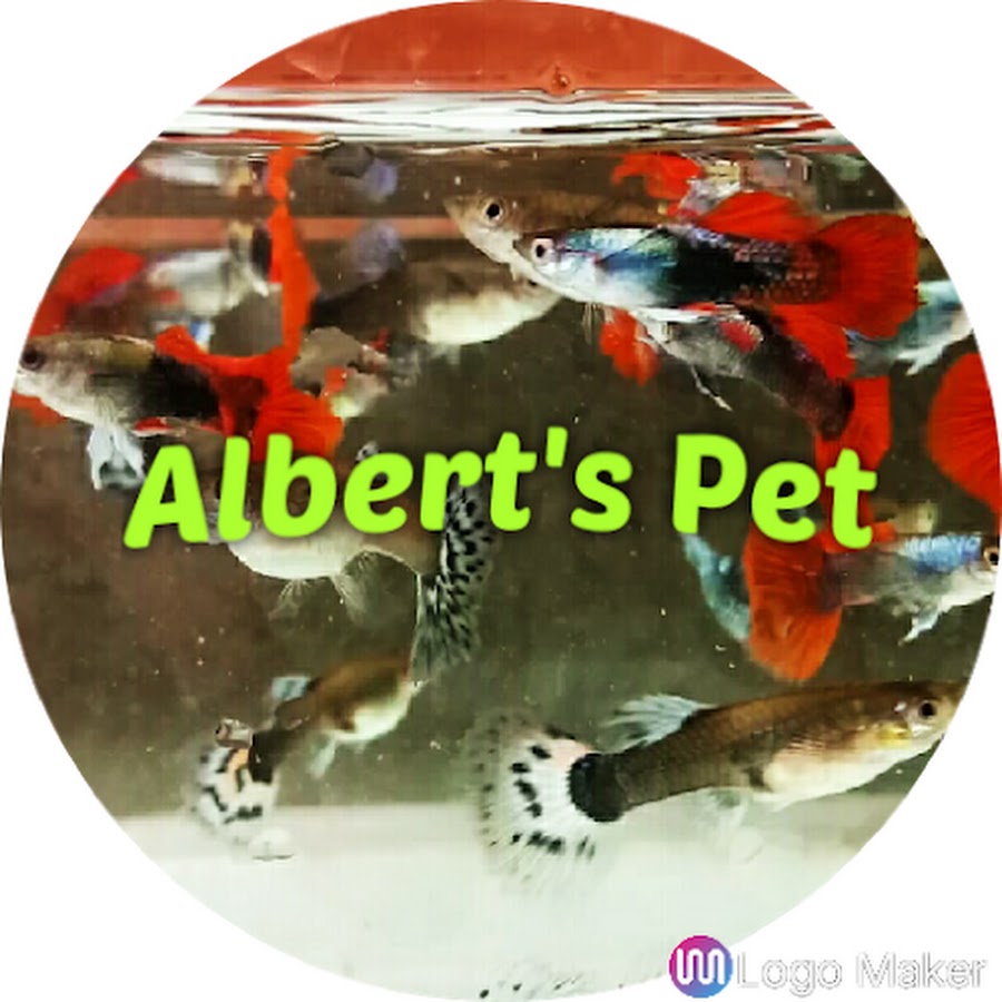 Alberts Guppy Adventure