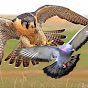 Сокол Сапсан и Голуби Falcon Peregrine and Pigeon