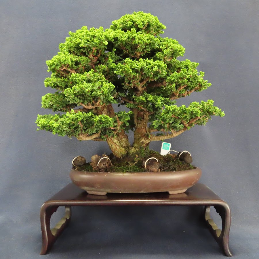 小出朝男の盆栽ch / Asao Koide`s BONSAI ch - YouTube 小出朝男の盆栽ch / Asao Koide`s BONSAI ch - YouTube