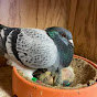 pigeon racing الحمام الزاجل (Decalmoto)