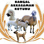 kangal_akkaraman_koyunu