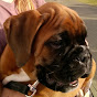 Dilon the boxer dog