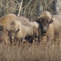 Bialowieza Forest