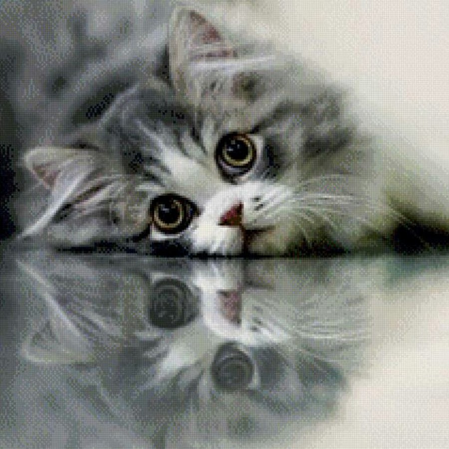 Аватарка котика