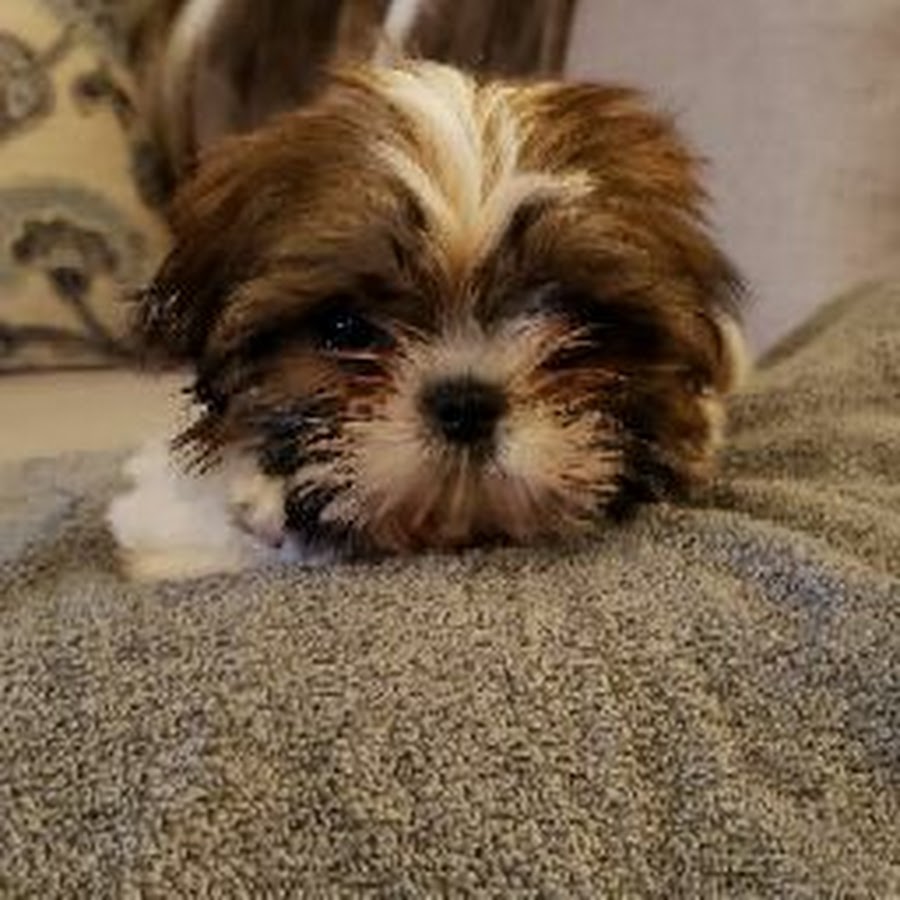 Mikki Shih Tzu