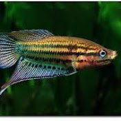 sparklingfish