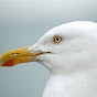 Spike Seagull