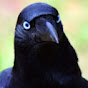 Crow Name