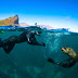 Ocean Experiences - Seal Snorkeling, Boat Rides & Scuba Diving