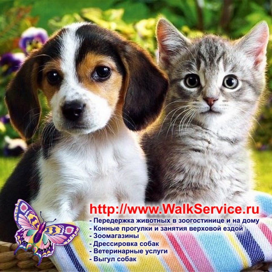 WalkService - всё о животных, дрессировка собак, кошки... - YouTube