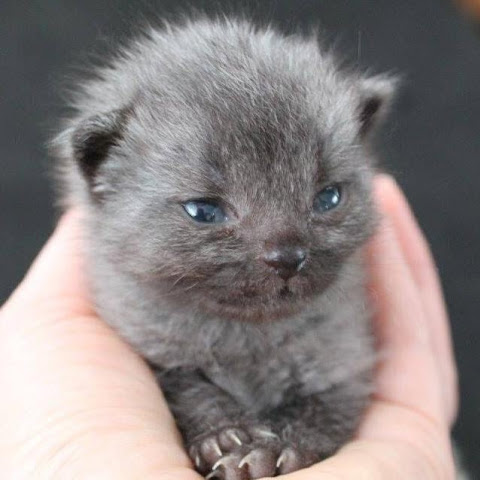 Brucethecat