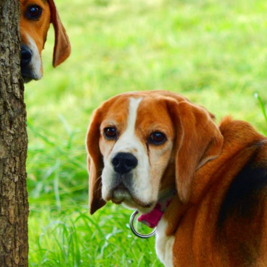 Beagle store welfare rehoming