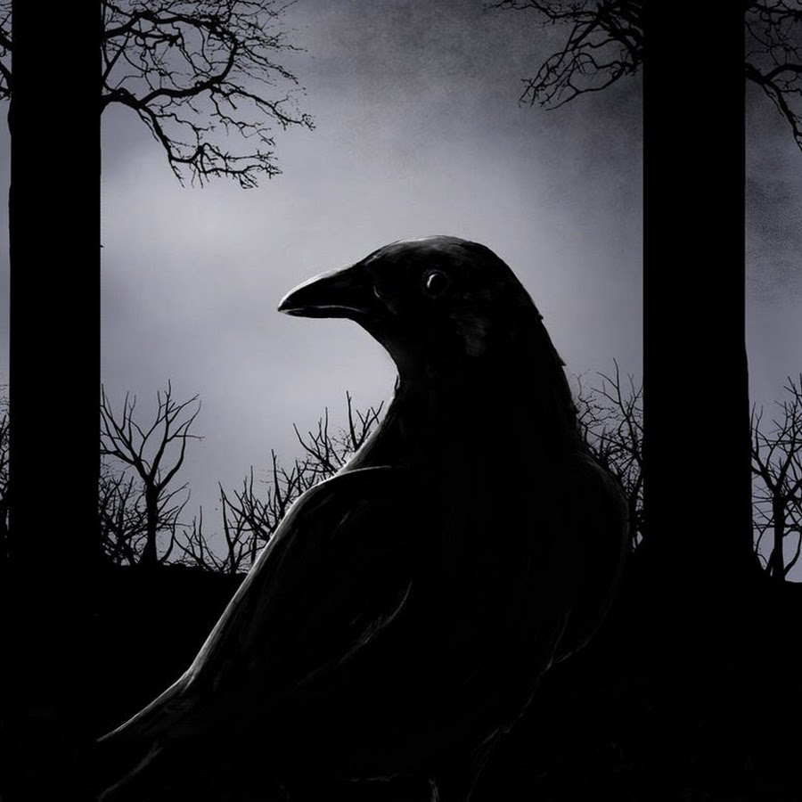 Зловещая птица. Ночной ворон. Ворон арт. Зловещий ворон. Мрачный ворон.