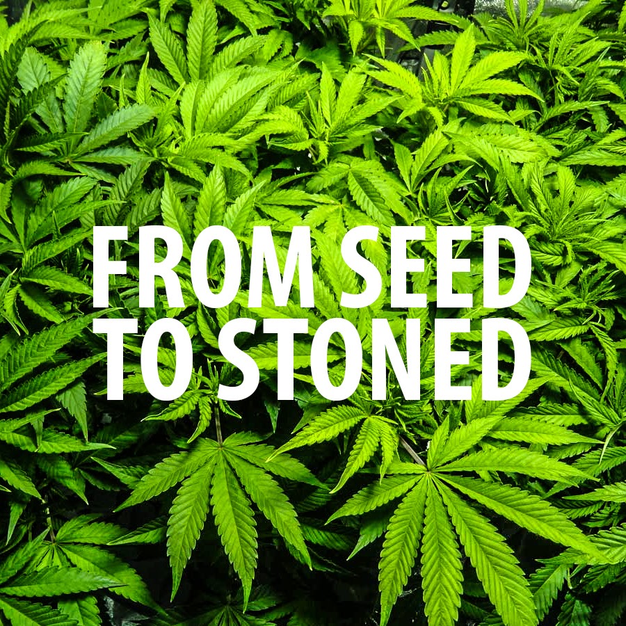 Seed to stash: The journey of growing pot – The Observer
