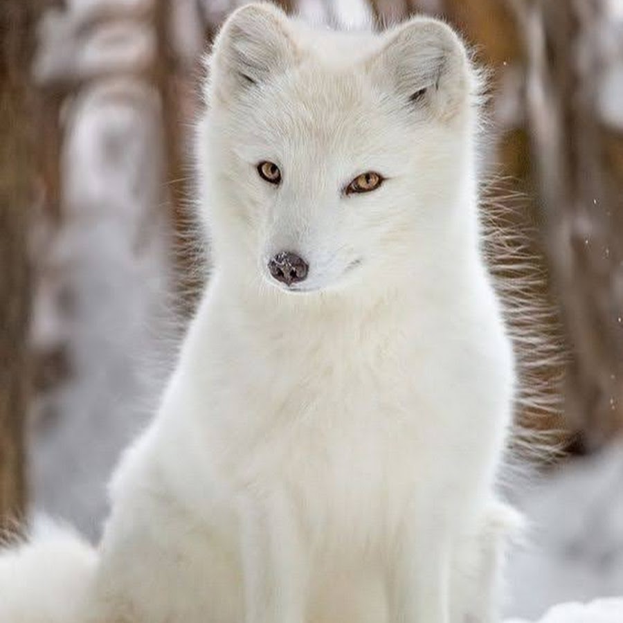 The Song of the Arctic Fox