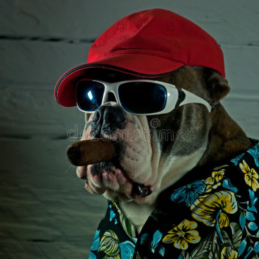 Собака с сигарой мем Mad Dogg - YouTube