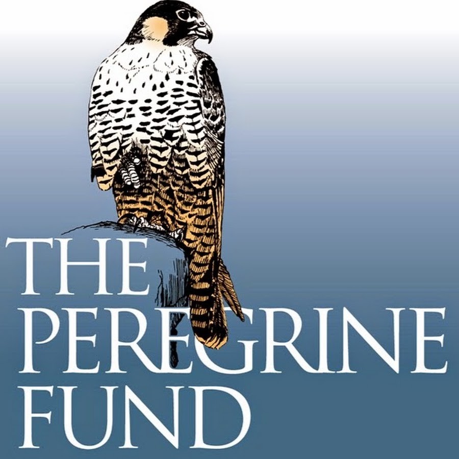 Black Hawk-eagle  The Peregrine Fund