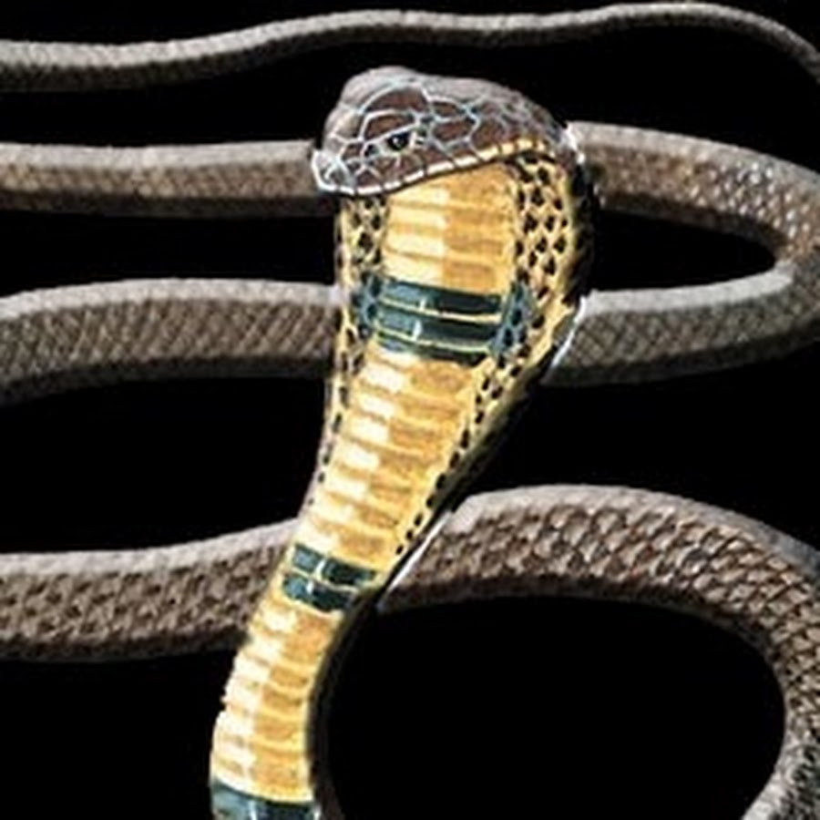 Звук издают змеи. Сила змеи. Ночные змеи. Размер ошейниковая Кобра. Змея издаёт звуки.