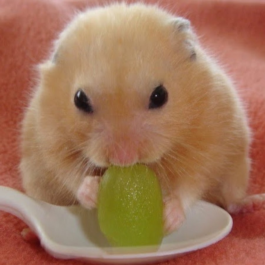Корм для джунгарского хомяка. Корм для джунгарского хомяка. Хомяк ест банан. Покормить хомяка. Корм для джунгарского хомяка.